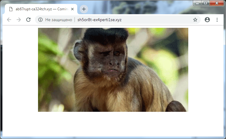 Как избавиться от уведомлений sh5or8t-ex4perti1se.xyz в браузерах chrome, firefox, internet explorer, edge